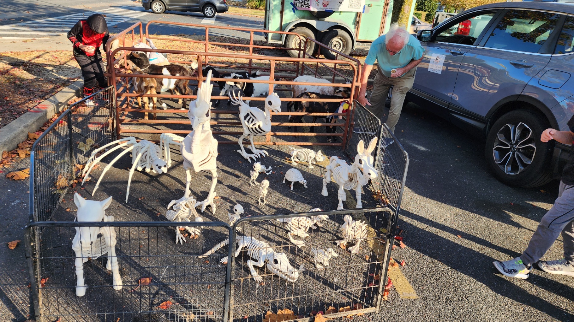 Boo Barn & Boneyard Halloween display with skeleton animal decorations in a petting farm pen