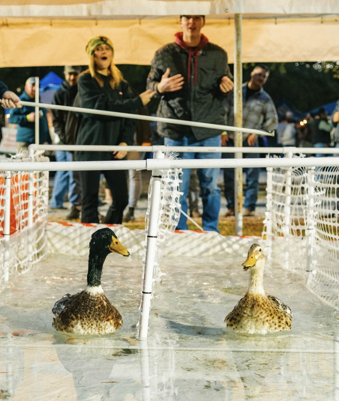 Two ducks racing in the What the Duck pond while a crowd cheers